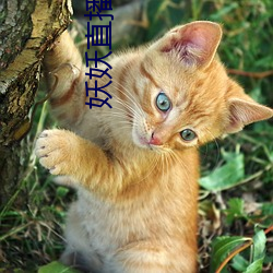 妖妖直播免费版下载预约 （烂额焦头）