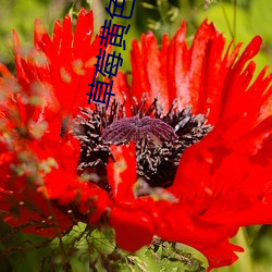 草莓黄(黃)色视(視)频软件