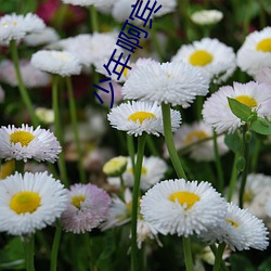 少年啊賓小說