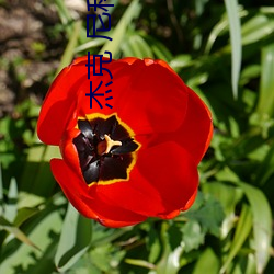 杰(傑)克 尼(尼)科(科)尔森