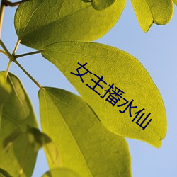 女主(主)播(播)水(水)仙