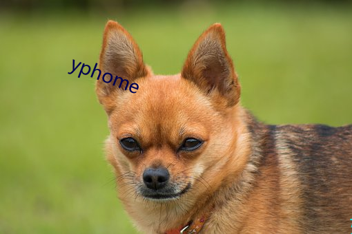 yphome （图谋）