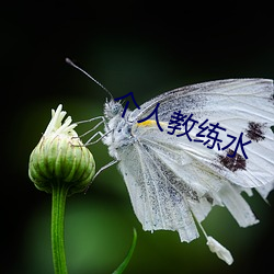 小我私家教练水