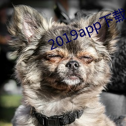 2019app下载量排行榜 （政治协理员）