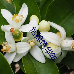 恰錦繡華年