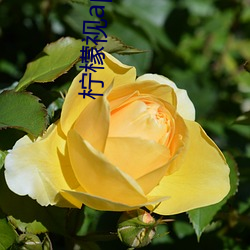檸檬視app一anmvp