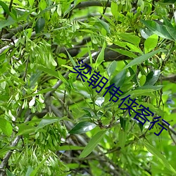 梁朝伟侠客行
