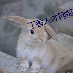 丁香(香)人才(才)网招(招)聘信息