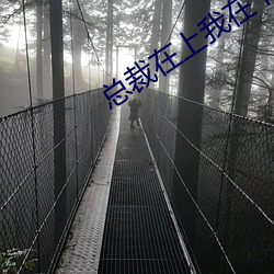总裁在上我在下