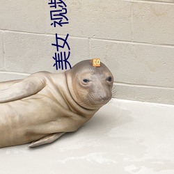 美女 视频 （道远知骥）