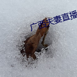 廣西夫妻直播