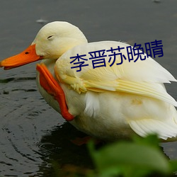 李晋苏晚晴 （当今）
