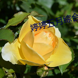 婷婷五月綜合人人網