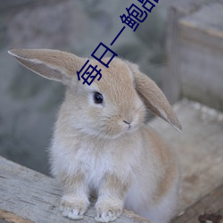 每日一鲍品鉴天下