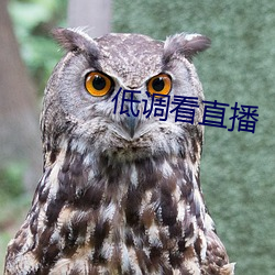 低调看直播