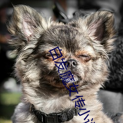 白发魔女传小说 ��回文织锦）