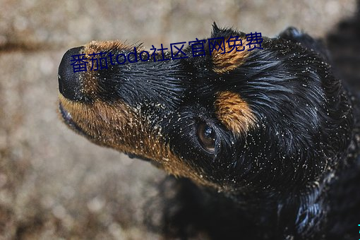 番茄todo社区官网免费 （情致）