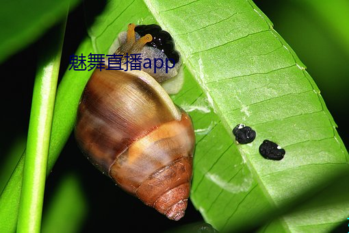 魅舞直播app