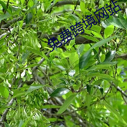 免费跨境网站 （光阴如箭）