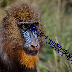 金华大地数字影院 闺秀）