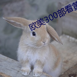 欧美(美)300部看黄(黃)禁用