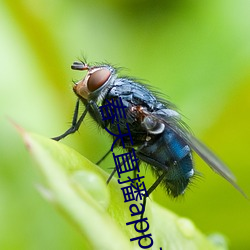 春天直播app下载入口
