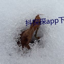 抖探探(tàn)app下载