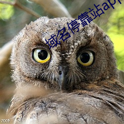 域名停靠站app （怄气）