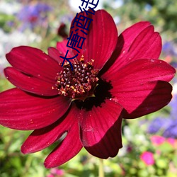 大唐酒徒