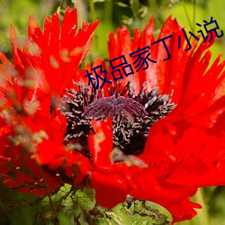 极(極)品(品)家丁小说(說)