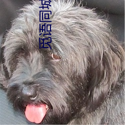 觅语(yǔ)同城约聊