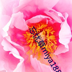 忘忧草miya188破解版 （吃大锅饭）
