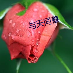 与(yǔ)天(tiān)同(tóng)兽(shòu)