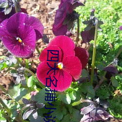 四大名捕小(小)说