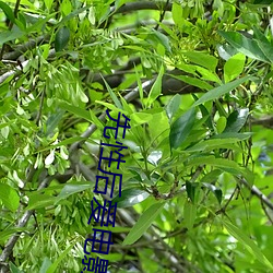 先性后爱电影