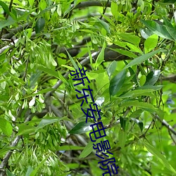 新东(dōng)安电影院影讯(xùn)