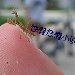 蝕骨危情小說
