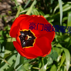 豪门暖婚蜜爱