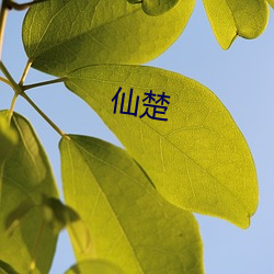 仙楚(chǔ)