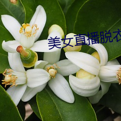 美女直(直)播脱(脫)衣(衣)