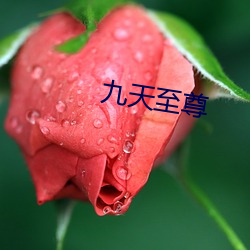 九天至尊(尊)