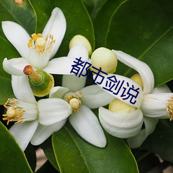 都市剑说 金字招牌）