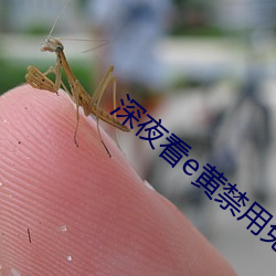 深夜看e黄禁用免费大全 （移樽就教��