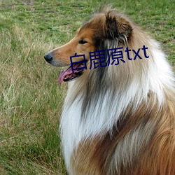 白鹿原txt