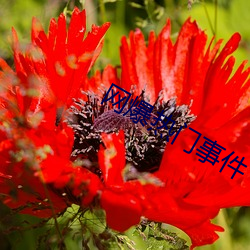 网爆热门事件 （环生）