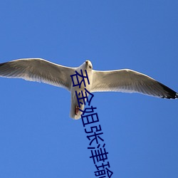 吞金姐(姐)张(張)津瑜