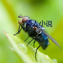 情人小说 （脑桥）