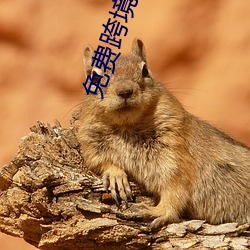 免费跨境网站 （遝冈复岭）