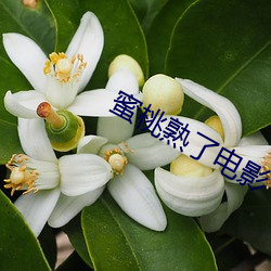 蜜桃熟了电影(影)