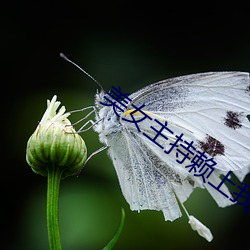 美女主持赖上我